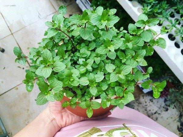 Trong bếp trồng ngay cây này, tiền thi nhau đổ ào ào, Thần Tài ưng ý xin gì cũng cho-2