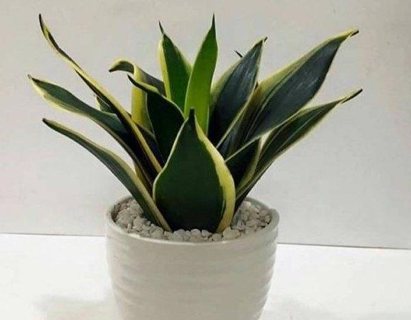 Trong bếp trồng ngay cây này, tiền thi nhau đổ ào ào, Thần Tài ưng ý xin gì cũng cho-3