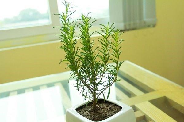 Trong bếp trồng ngay cây này, tiền thi nhau đổ ào ào, Thần Tài ưng ý xin gì cũng cho-5