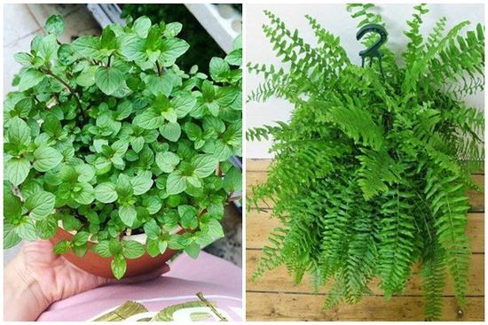 Trong bếp trồng ngay cây này, tiền thi nhau đổ ào ào, Thần Tài ưng ý xin gì cũng cho