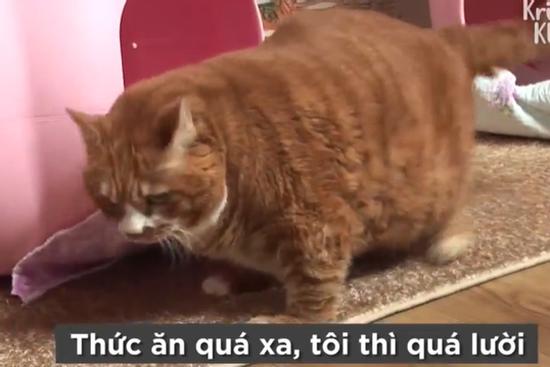 Gặp gỡ con mèo 10 kg, không thể tự di chuyển