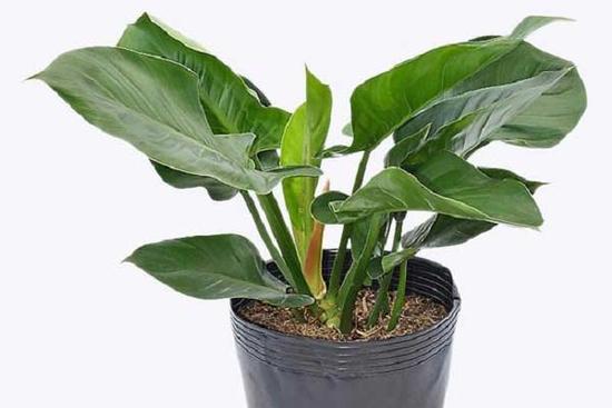 Trồng cây trầu bà đế vương trong nhà, tiền bạc tíu tít làm gì cũng hanh thông