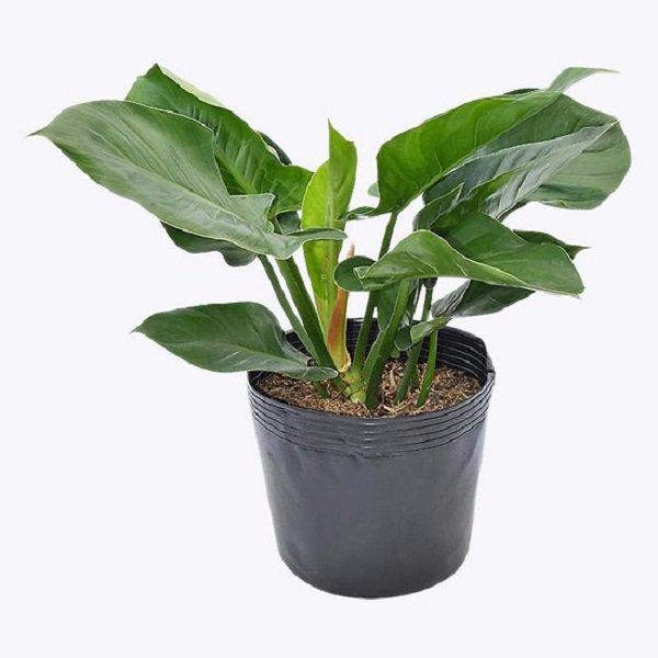 Trồng cây trầu bà đế vương trong nhà, tiền bạc tíu tít làm gì cũng hanh thông-1