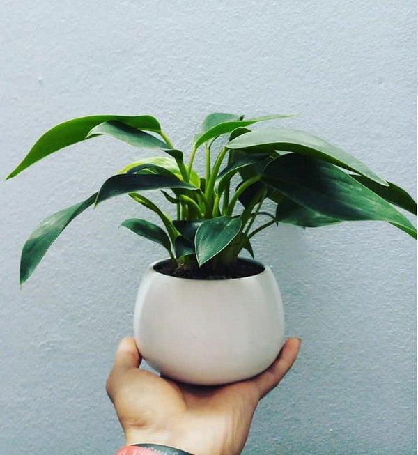 Trồng cây trầu bà đế vương trong nhà, tiền bạc tíu tít làm gì cũng hanh thông-2