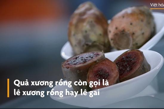 Quả xương rồng chi chít gai được thu hoạch như thế nào?