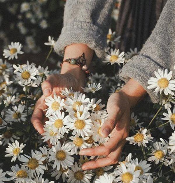 Thi nhau chụp ảnh nghìn like, liệu bạn có thực sự hiểu về ý nghĩa cúc họa mi?-1