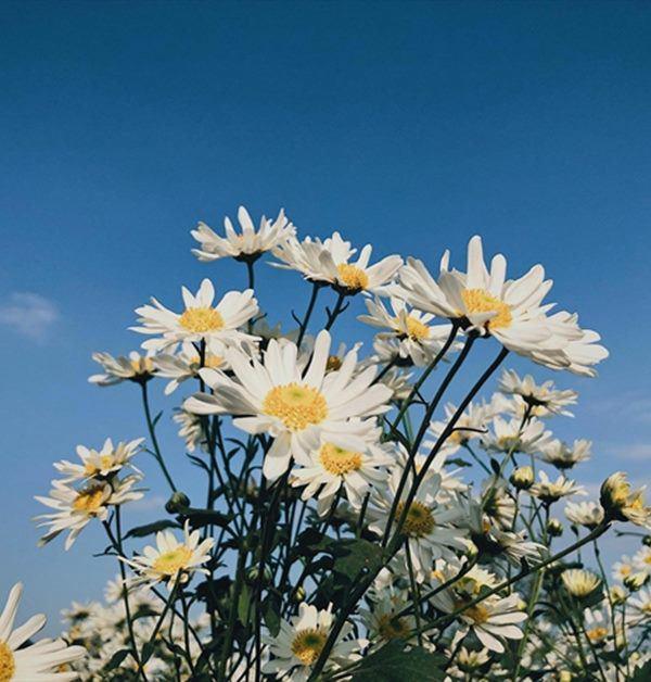 Thi nhau chụp ảnh nghìn like, liệu bạn có thực sự hiểu về ý nghĩa cúc họa mi?-3