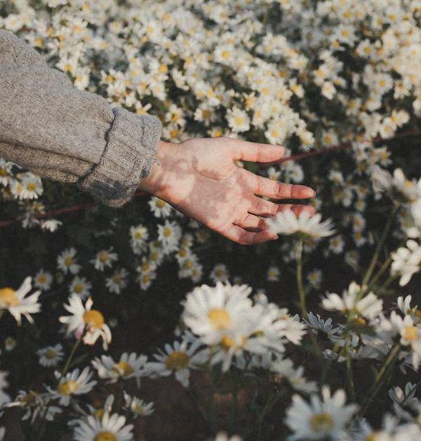 Ý nghĩa của loài hoa cúc họa mi đã được truyền tụng qua nhiều thế hệ. Với sự đầy tình cảm và ý nghĩa sâu sắc, chúng thực sự là một điều đáng để trân trọng. Hãy đến và khám phá sự đẹp của loài hoa này.