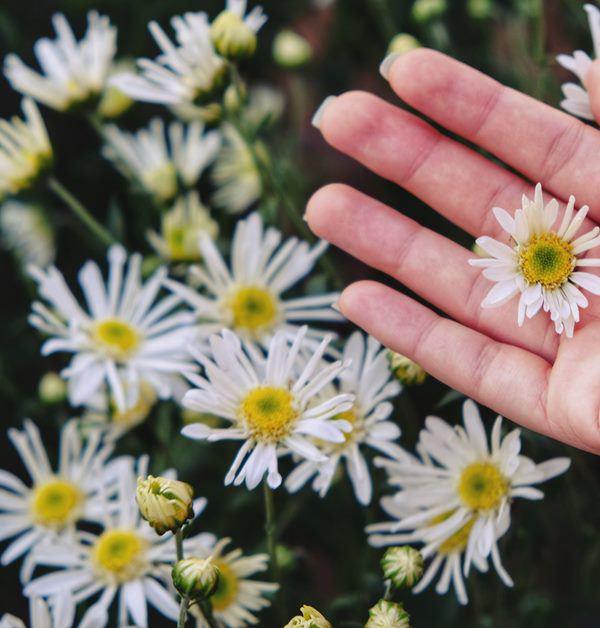 Thi nhau chụp ảnh nghìn like, liệu bạn có thực sự hiểu về ý nghĩa cúc họa mi?-6