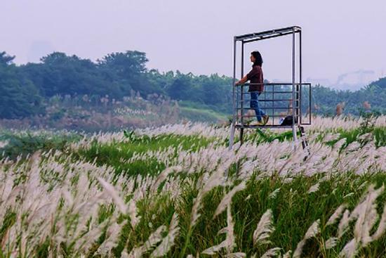 Đồng cỏ lau dưới chân núi Sơn Trà hút giới trẻ