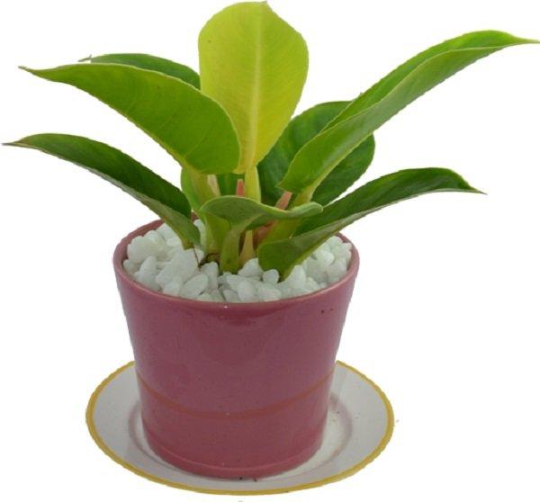 Cây trầu bà hợp tuổi nào, mệnh nào? Tại sao cây trầu bà lại được ưa thích nhiều đến vậy?-2