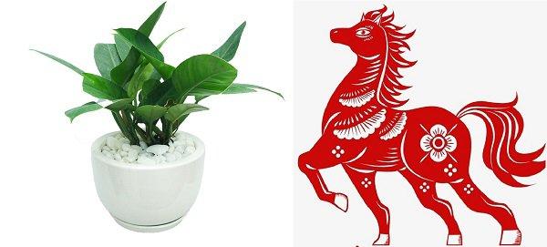 Cây trầu bà hợp tuổi nào, mệnh nào? Tại sao cây trầu bà lại được ưa thích nhiều đến vậy?-3