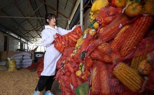 Xinh đẹp nhưng vẫn độc thân, ông bố hối thúc con gái 24 tuổi cưới chồng, tặng kèm sính lễ 300 con lợn-3