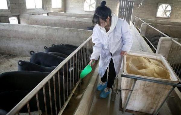 Xinh đẹp nhưng vẫn độc thân, ông bố hối thúc con gái 24 tuổi cưới chồng, tặng kèm sính lễ 300 con lợn-4