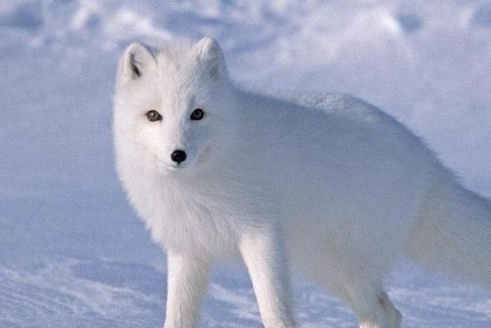 Quần thể cáo tuyết Bắc Cực lớn nhất ở Na Uy
