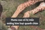 Vẻ hoài cổ của ngôi làng đẹp nhất thế giới trước vụ cháy-1