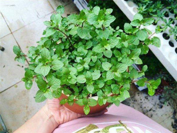 Đầu tháng đặt ngay cây này trong bếp, Thần Tài ưng ý mở túi phát lộc, xin gì cũng cho-2