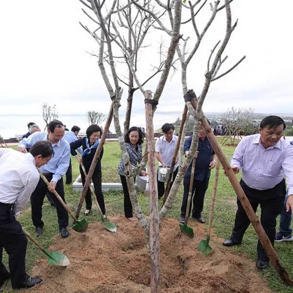 Thêm 110 nghìn cây phủ xanh tỉnh Bình Định-1