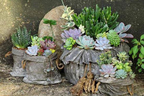 Tuổi Mùi hợp cây gì trồng trong nhà sẽ hút nhiều tài lộc, may mắn cho gia chủ?