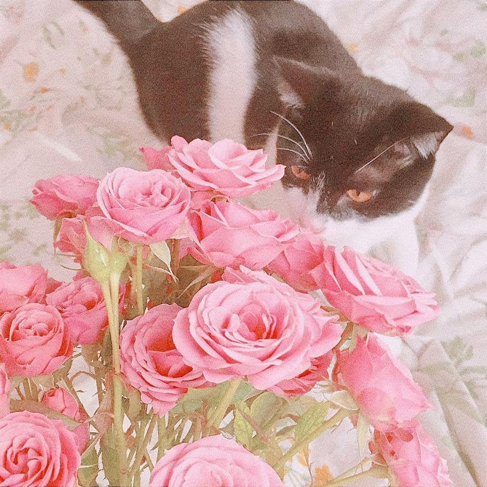 Tử vi thứ Tư ngày 4/12/2019 của 12 con giáp: Tý tình duyên rất vượng, Thìn sụt giảm sức khỏe-3