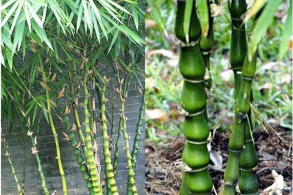 Những đồ dùng phá phong thủy trong nhà, giữ lại bảo sao vợ chồng suốt ngày cãi vã-5