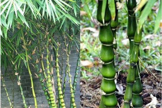 5 loại cây trồng trước nhà hút may mắn, mang tài lộc tới