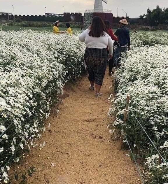 Cô gái nằm đè lên vườn cúc họa mi chụp ảnh, cư dân mạng ra sức ném đá nhưng lại phì cười khi khổ chủ vừa đứng lên-2