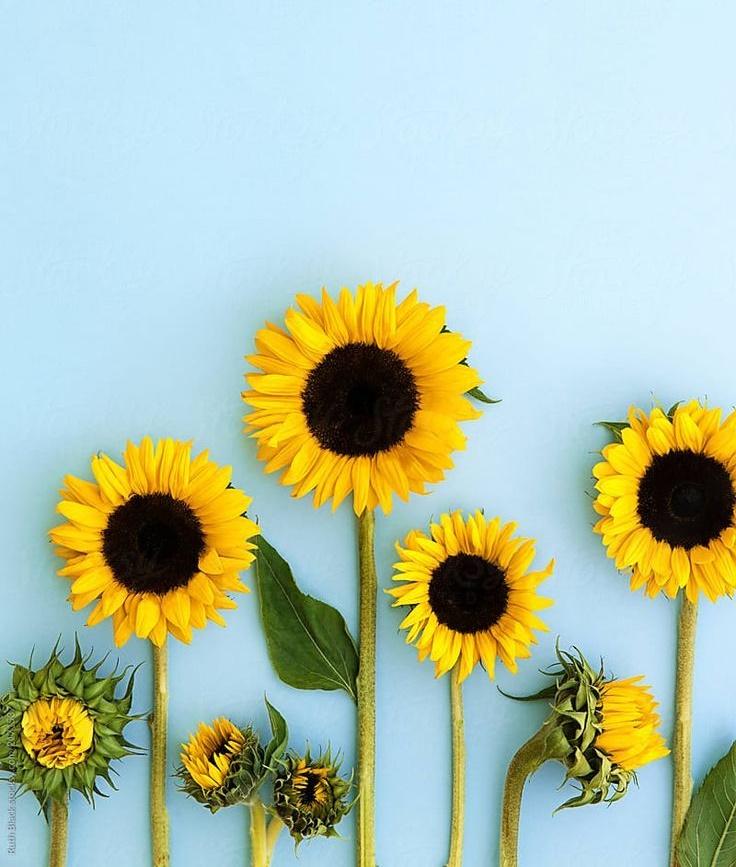 Tử vi thứ Năm ngày 5/12/2019 của 12 con giáp: Tỵ kết giao thêm bạn bè, Mùi bị thị phi bủa vây-2