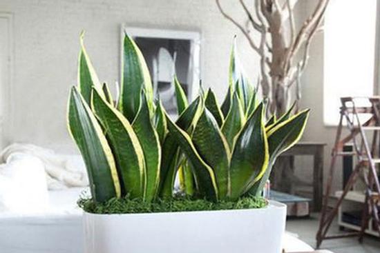 8 nhầm lẫn phong thủy 'sai bét’ nhà nào cũng mắc