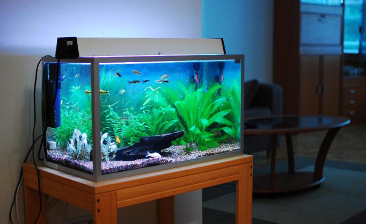 Những đặc điểm phong thủy luôn được nhà giàu áp dụng để mời Thần Tài, giữ lộc lá-1