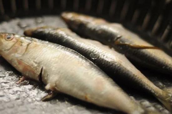 Cách chọn lựa và bảo quản thịt cá luôn tươi ngon