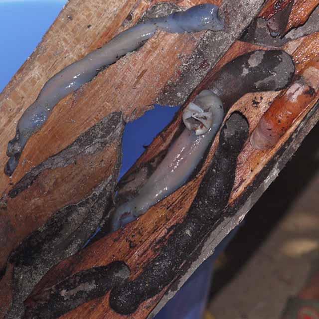 Món ăn đáng sợ nhất Philippines khiến thực khách vừa sợ khiếp vía vừa tò mò-1