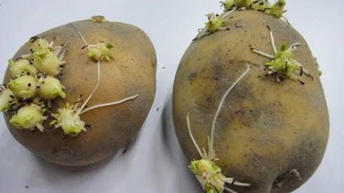 Những loại rau củ nếu không được nấu chín sẽ gây ngộ độc-2