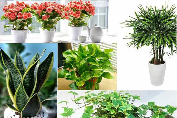 5 loại cây nghe tên đã thấy giàu, để trong nhà vào ngày Tết giúp gọi tài lộc gấp 10 lần-6