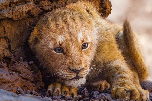 2. The Lion King (Disney) - 1,65 tỷ USD: Sức sống của Vua sư tử quả thực mãnh liệt. Phiên bản mới của đạo diễn Jon Favreau quy tụ dàn sao hùng hậu với công nghệ kỹ xảo tân tiến. Tuy nhiên, thành phẩm thực tế không được lòng giới phê bình, và có không ít phàn nàn về phần âm nhạc thua kém bản phim năm 1994. Song, The Lion King phiên bản 2019 rốt cuộc vẫn góp công lớn vào chiến thắng vang dội của hãng Disney trong năm nay.