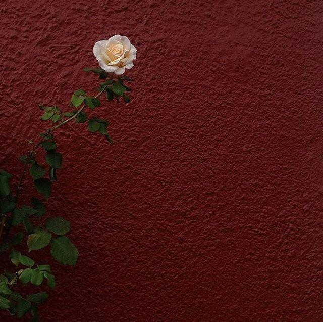 Tử vi thứ Năm ngày 19/12/2019 của 12 con giáp: Thân cẩn thận bị lừa tiền, Tuất làm gì cũng như ý-2