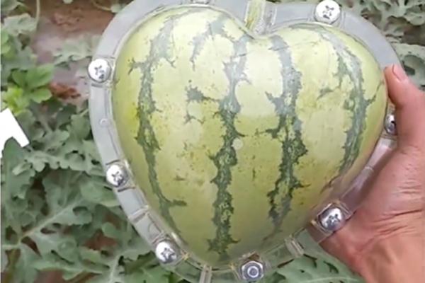 Tỉa dưa hấu thành giỏ hoa quả trang trí tiệc tất niên-1