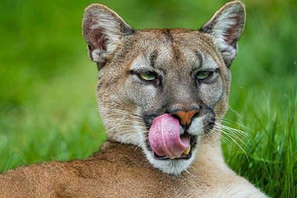 Ngôi nhà duy nhất còn sót lại của lười ba ngón-1