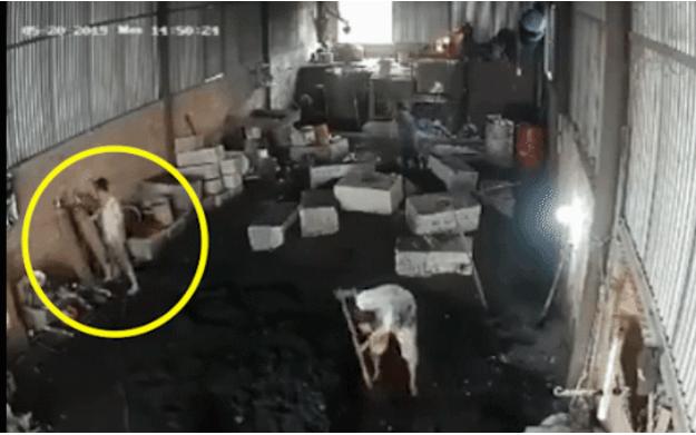 Clip: Người đàn ông bị điện giật cứng đơ làm người bên cạnh hốt hoảng-1