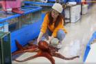 Màn sơ chế bạch tuộc nặng 13 kg của cô gái Hàn Quốc