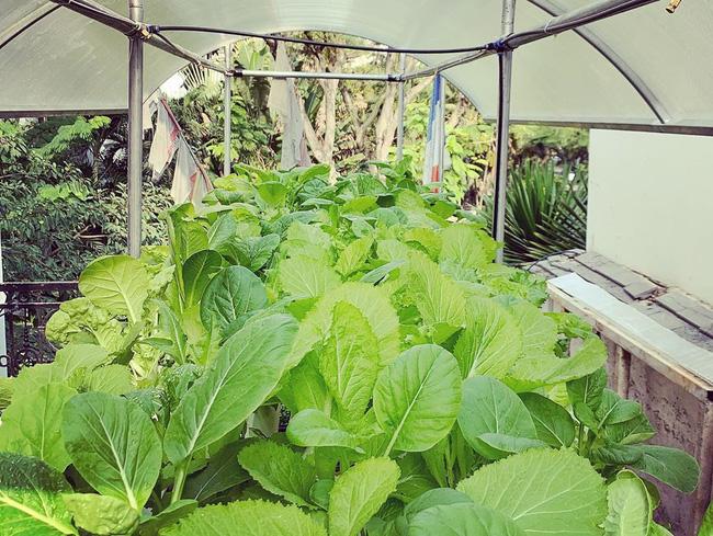 Quên hình ảnh đại gia ăn chơi nức tiếng đi, Minh Nhựa nay quyết làm nông dân khi tự tay chăm sóc vườn rau xanh mướt-2