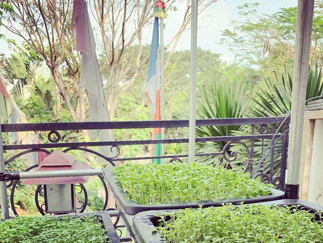 Quên hình ảnh đại gia ăn chơi nức tiếng đi, Minh Nhựa nay quyết làm nông dân khi tự tay chăm sóc vườn rau xanh mướt-3