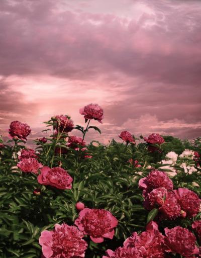 Tử vi thứ Ba ngày 31/12/2019 của 12 con giáp: Sửu tránh cho mượn tiền, Tỵ tình duyên rực rỡ-3