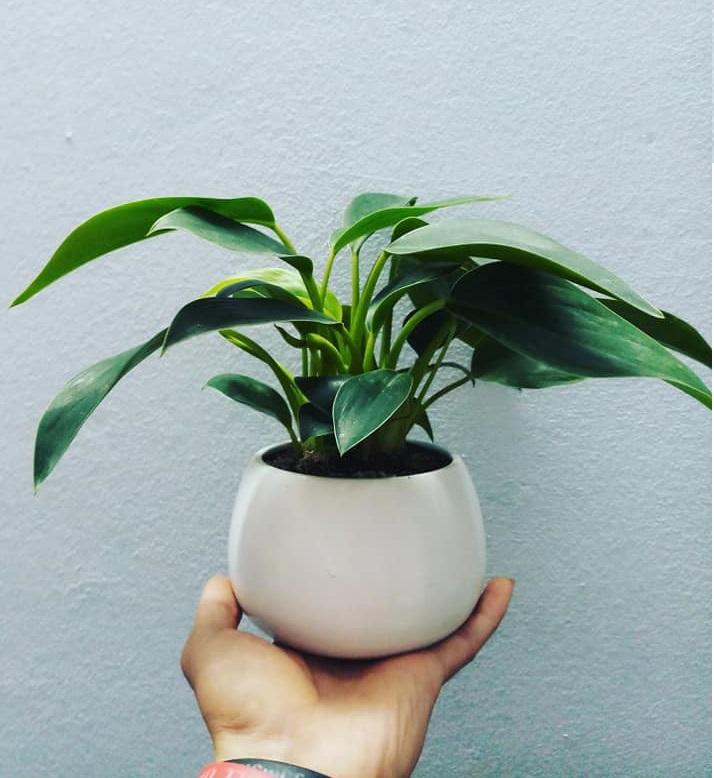 5 loại cây nghe tên đã thấy giàu, để trong nhà vào ngày Tết giúp gọi tài lộc gấp 10 lần-2