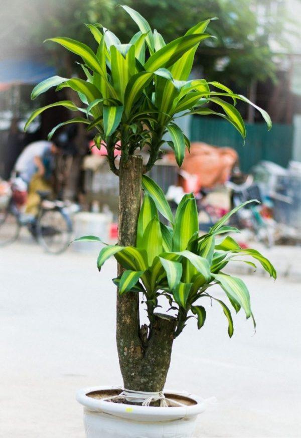 5 loại cây nghe tên đã thấy giàu, để trong nhà vào ngày Tết giúp gọi tài lộc gấp 10 lần-4