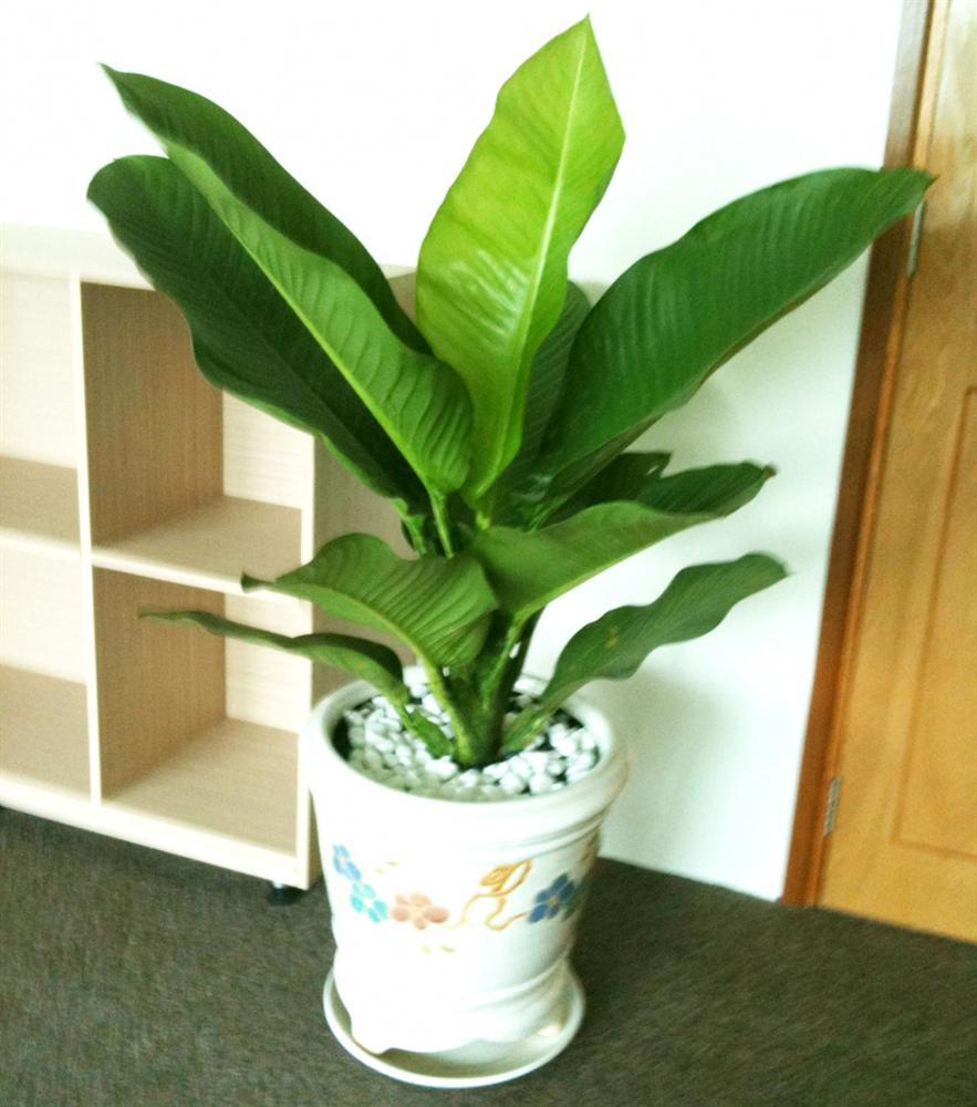 5 loại cây nghe tên đã thấy giàu, để trong nhà vào ngày Tết giúp gọi tài lộc gấp 10 lần-5