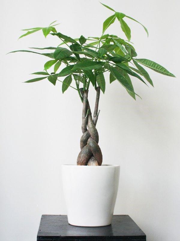 6 loại cây nghe tên đã thấy giàu, rước vào nhà cuối năm lộc đổ như thác-2