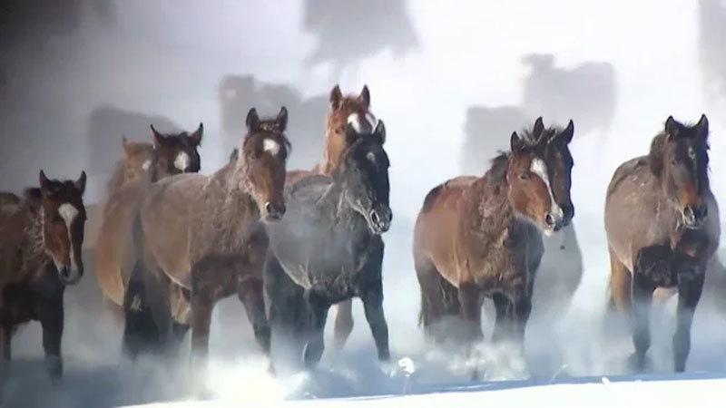 Ngắm hàng vạn chú ngựa tung vó ngoạn mục giữa tuyết trắng-1