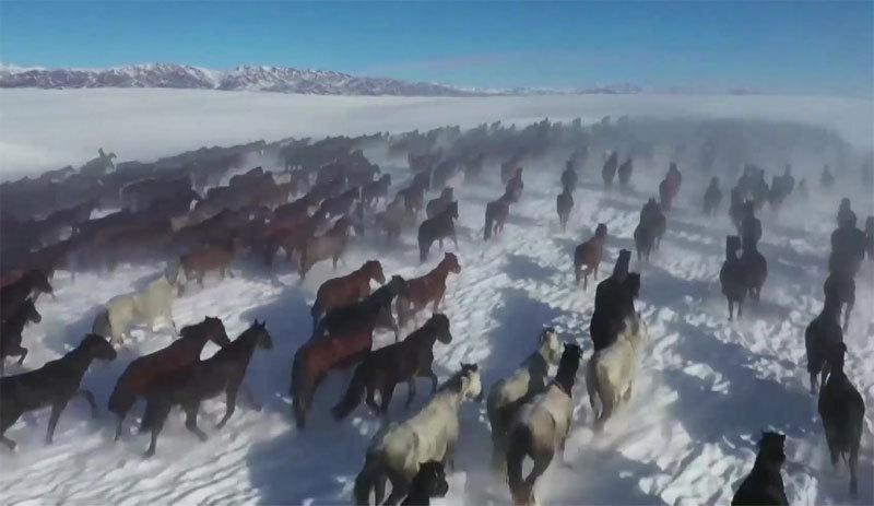 Ngắm hàng vạn chú ngựa tung vó ngoạn mục giữa tuyết trắng-2