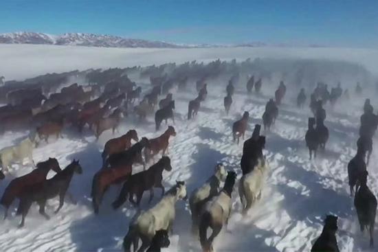 Ngắm hàng vạn chú ngựa tung vó ngoạn mục giữa tuyết trắng